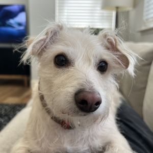 Meet your Posher, Robin